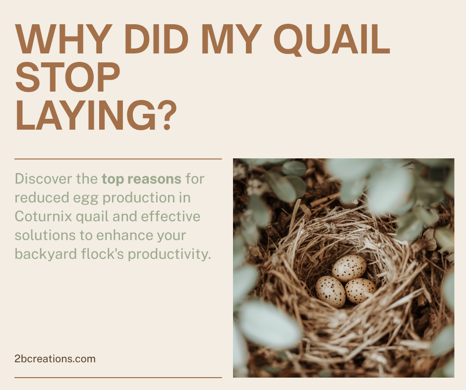 Why did my Coturnix quail stop laying eggs