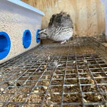 Coturnix Quail vs Chickens: Why More Homesteaders Are Making the Switch