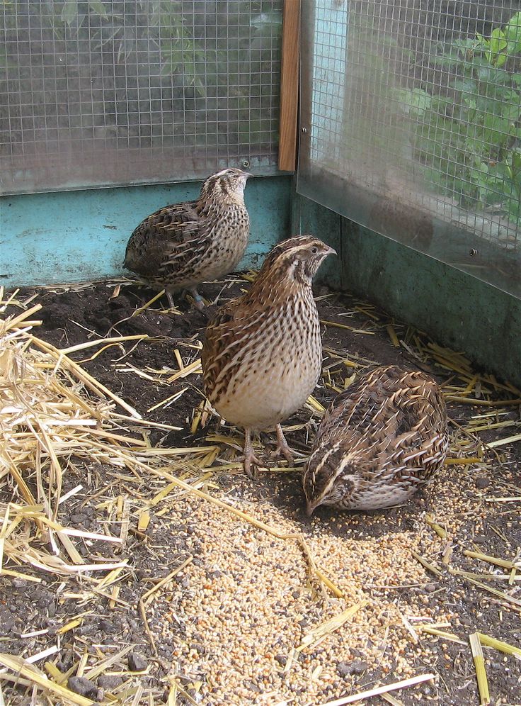 Quail and Poultry Products
