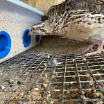 Quail Feed Systems