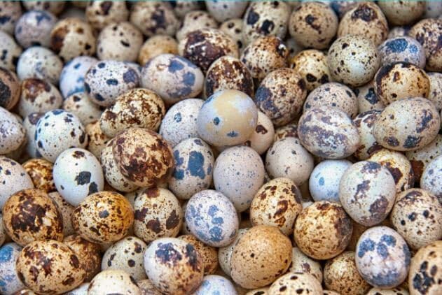 Fertile OZ Collection Quail Eggs for Hatching – Coturnix Quail Eggs – Ideal for Incubation, Breeding, and Backyard Farming