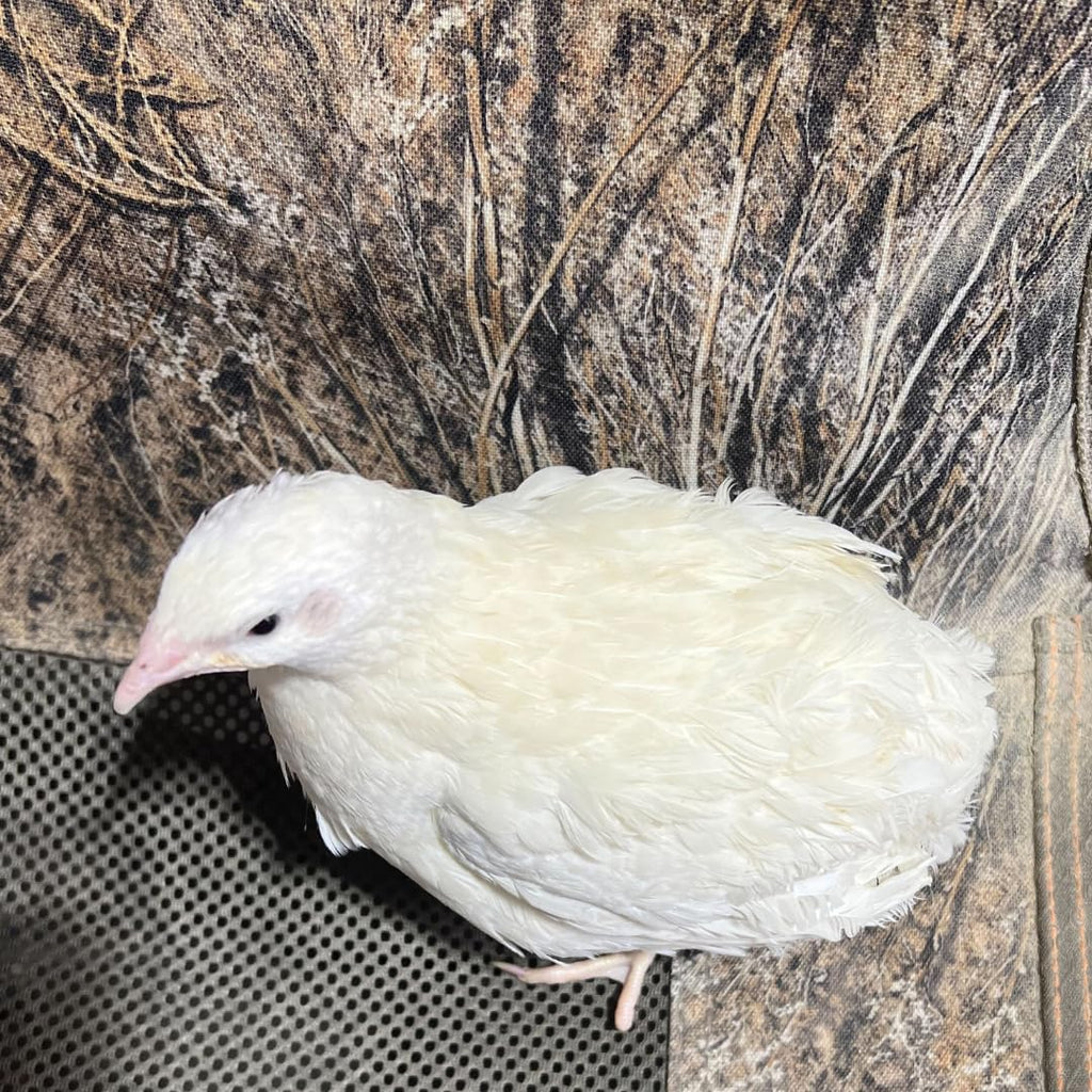 Jumbo White Coturnix Hatching Eggs - Premium Quail Eggs for Hatching - Perfect for Homesteaders, Breeders, Hobbyists - Freshly Collected for High Hatch Rates