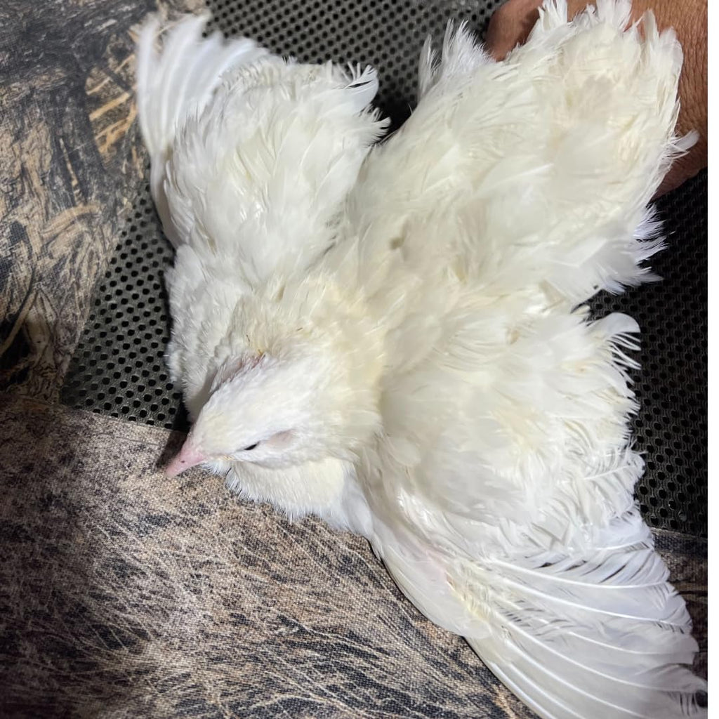 Jumbo White Coturnix Hatching Eggs - Premium Quail Eggs for Hatching - Perfect for Homesteaders, Breeders, Hobbyists - Freshly Collected for High Hatch Rates