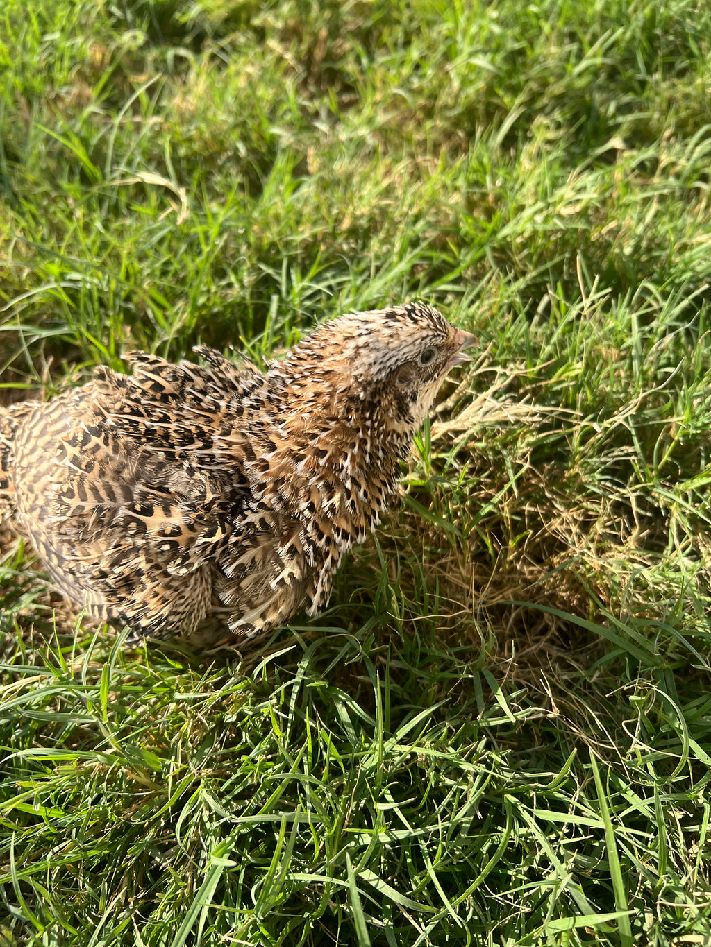 Fertile OZ Collection Quail Eggs for Hatching – Coturnix Quail Eggs – Ideal for Incubation, Breeding, and Backyard Farming