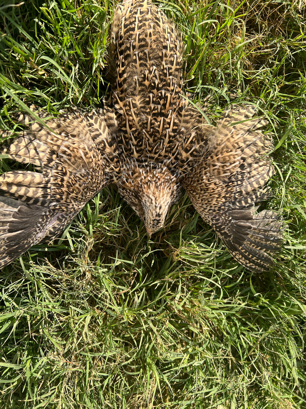 Fertile OZ Collection Quail Eggs for Hatching – Coturnix Quail Eggs – Ideal for Incubation, Breeding, and Backyard Farming