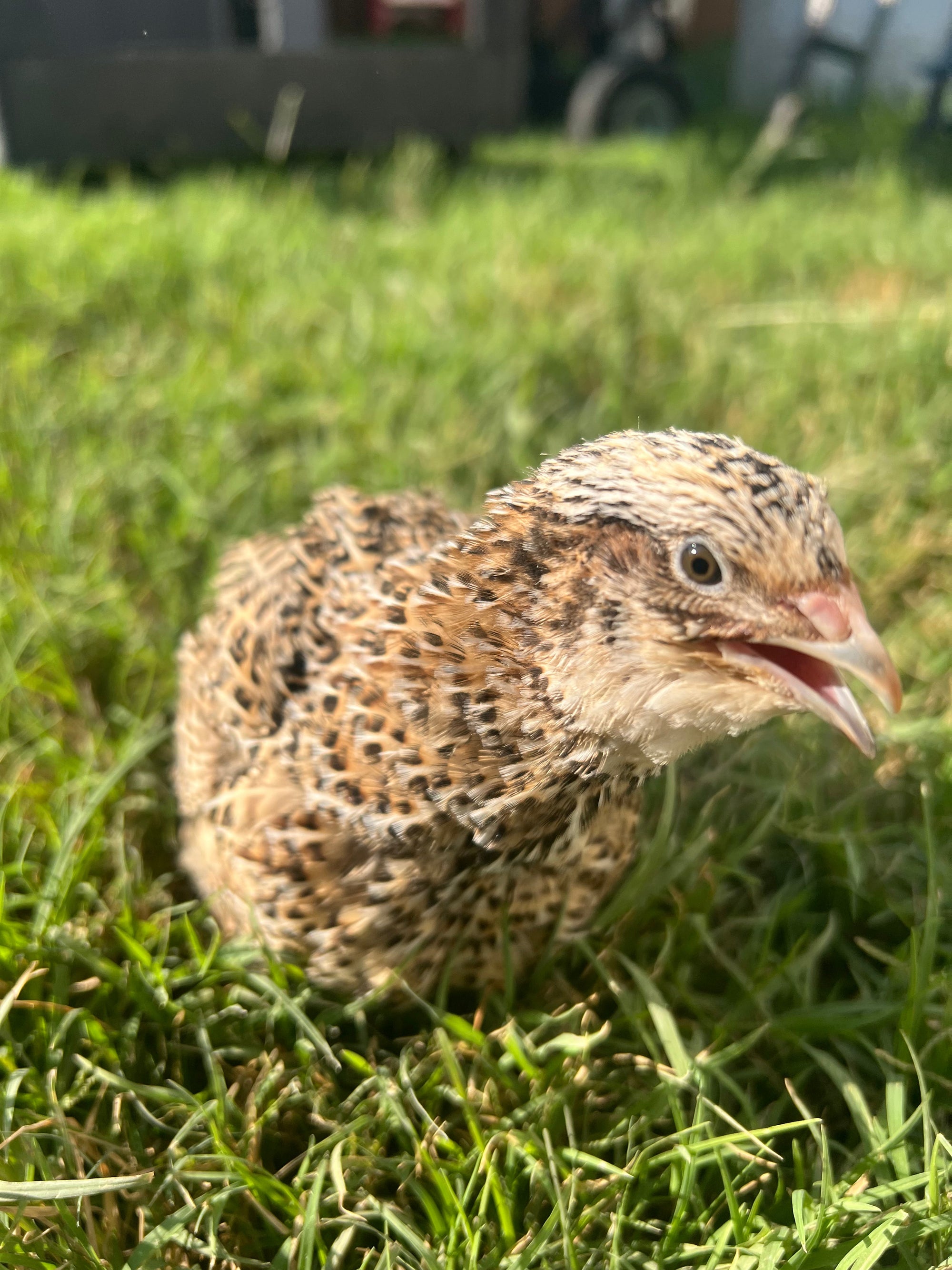 Fertile OZ Collection Quail Eggs for Hatching – Coturnix Quail Eggs – Ideal for Incubation, Breeding, and Backyard Farming