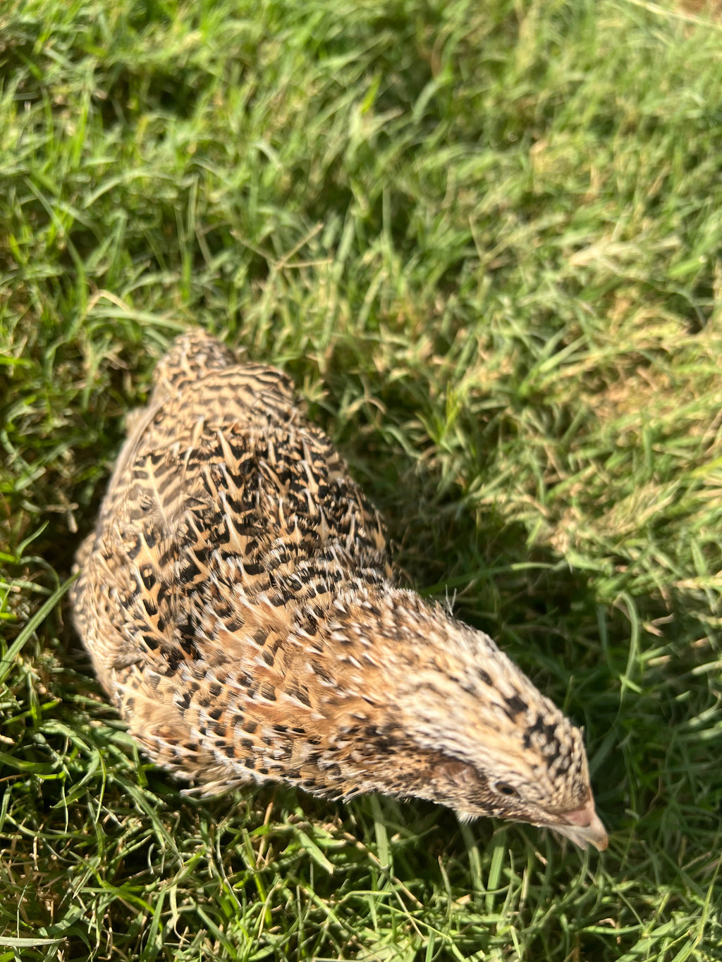 Fertile OZ Collection Quail Eggs for Hatching – Coturnix Quail Eggs – Ideal for Incubation, Breeding, and Backyard Farming