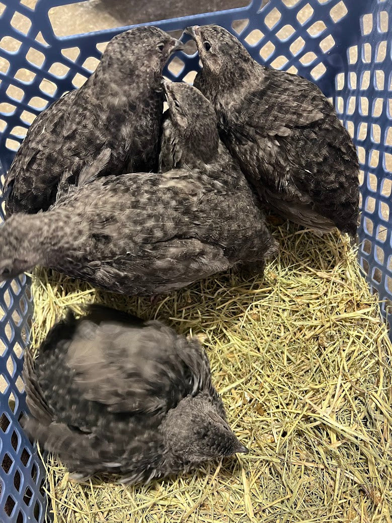 Black Quail Hatching Eggs - Pure Breed, Ideal for Aviary Hobbyists & Breeders