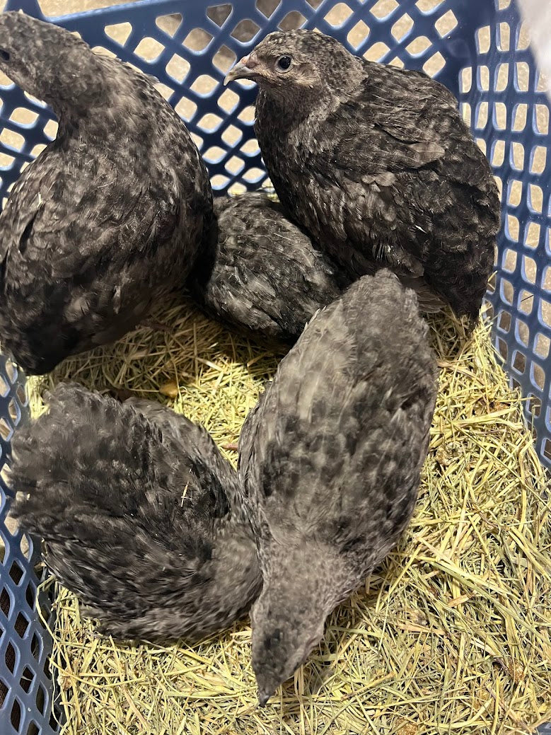 Black Quail Hatching Eggs - Pure Breed, Ideal for Aviary Hobbyists & Breeders