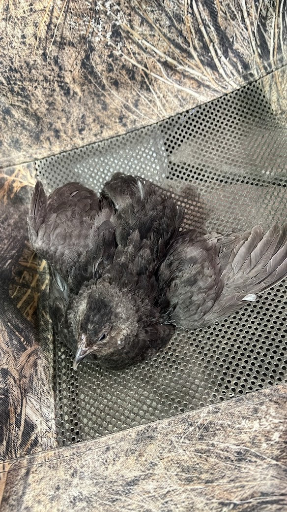 Black Quail Hatching Eggs - Pure Breed, Ideal for Aviary Hobbyists & Breeders