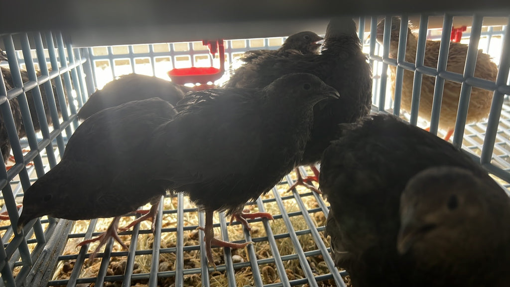 Black Quail Hatching Eggs - Pure Breed, Ideal for Aviary Hobbyists & Breeders