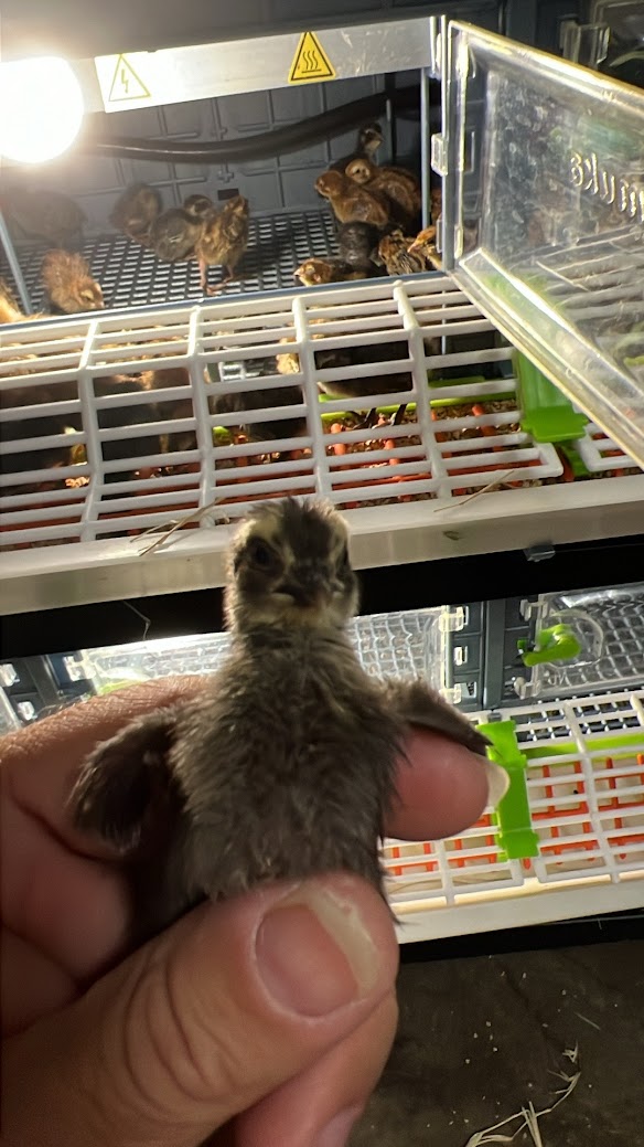 Black Quail Hatching Eggs - Pure Breed, Ideal for Aviary Hobbyists & Breeders