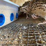 Load image into Gallery viewer, The Original Quail Feed Saver Port 2inch diameter by 2B Creations | No Waste Feed Ports | Saves You Money | Made in USA
